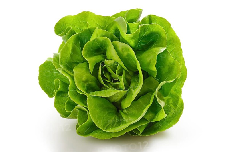 Overhead view of fresh and crispy butterhead lettuce isolated on white background with shadow