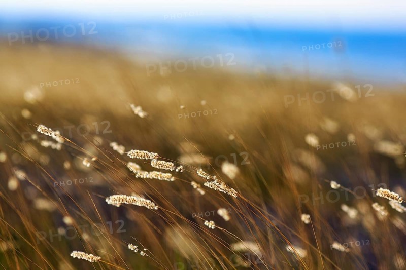 Tall grass in wind, feathery fluffy tips, minimalistic, close-up, background picture, coastline, east coast, island of Gotland, Baltic Sea, Sweden