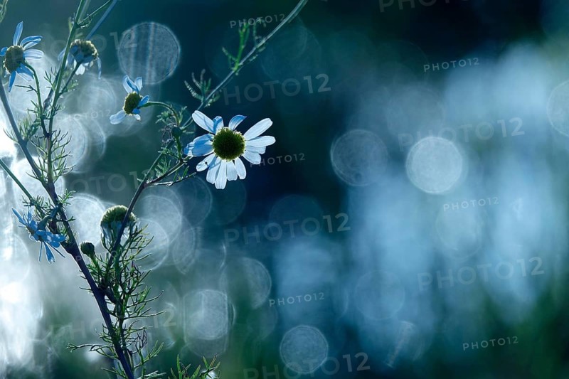 Summer meadow with morning dew, Germany