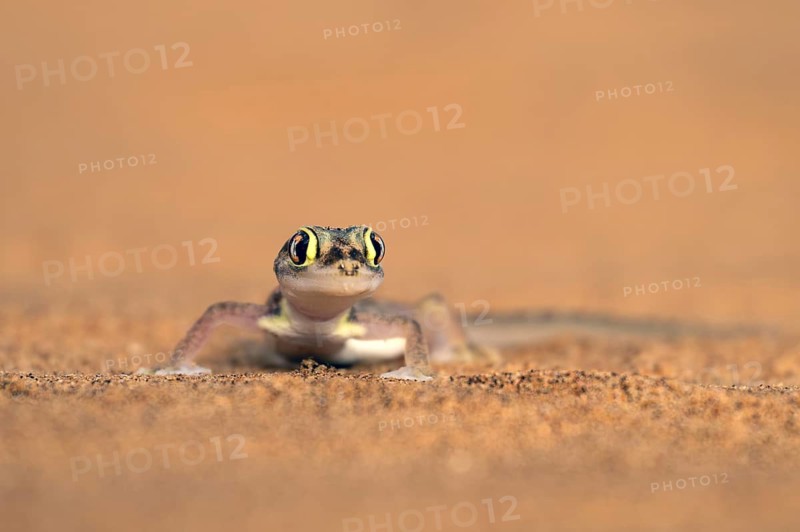 Namib gecko, web-footed gecko (Pachydactylus rangei) or palmato gecko in the sand, Dorob National Park, Namib Desert, Namibia