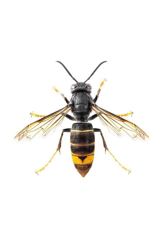 Asian Hornet (Vespa velutina), on white, Allariz, Galicia, Spain