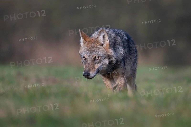 European grey wolf, Eurasian wolf (Canis lupus lupus), wolf in forest clearing, Podlaskie Voivodeship, Poland