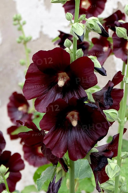 Hollyhock (Alcea rosea 'Blacknight'),  Germany