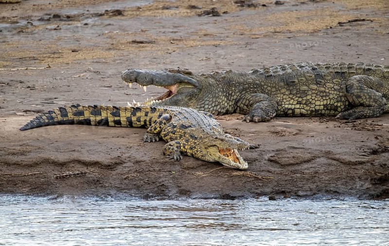 Nile crocodiles (Crocodylus niloticus) on the banks of the Mara River, with open mouth, Serengeti National Park, Tanzania