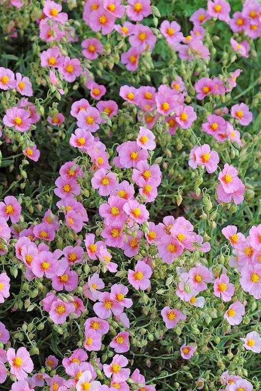 Sunflower (Helianthemum 'Lawrenson's Pink'),  Germany