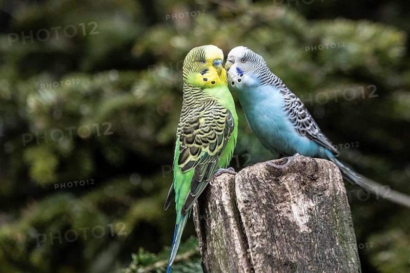 Budgerigars (Melopsittacus undulatus), Lower Saxony, Germany