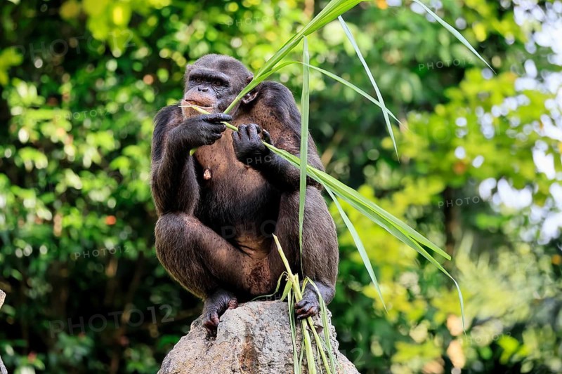 Chimpanzee (Pan troglodytes), adult, on rocks, feeding
