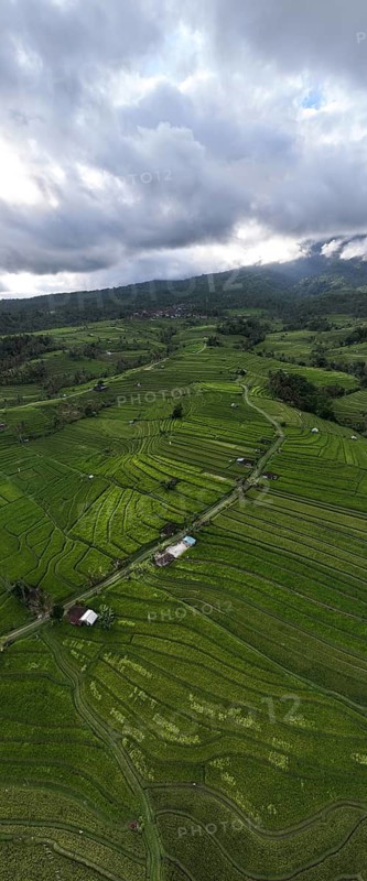 Aerial view panorama of Tegallalang rice terraces, Bali, Indonesia