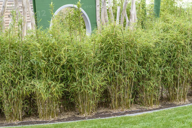 Muriel's umbrella bamboo (Fargesia murieliae 'Jumbo'), Anchers Havecenter, Giessen, Hesse, Germany