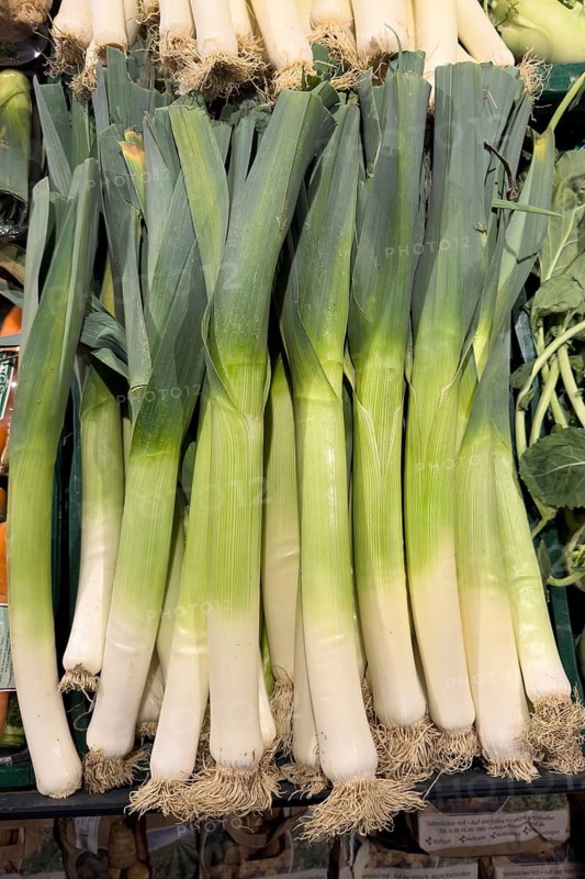 Leek (Allium ampeloprasum) Synonym (Allium porrum), leek, vegetable