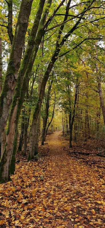 Idyllic forest trail covered with golden leaves, framed by trees, hiking in autumn, Frankenwald nature park Park, Upper Franconia