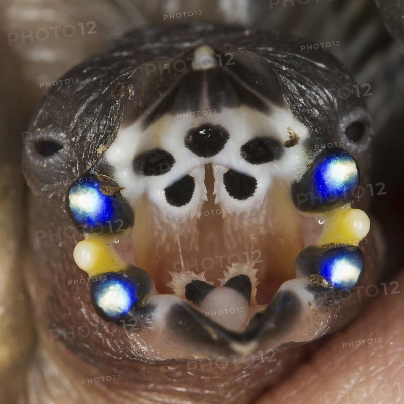 Gouldian Finch (Erythrura gouldiae) juvenile