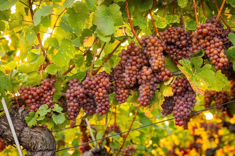 Goldener Wagen is a vineyard immediately north of Hoflößnitz, in the Oberlößnitz district of the Saxon town of Radebeul, as well as a cultural monument. The original state vineyard can be found at Am Goldenen Wagen, west of the Spitzhaus staircase. The vineyard is named after the Radebeuler Goldener Wagen, which forms the easternmost of the three Radebeuler individual layers within the large Radebeuler Lößnitz vineyard, Radebeul, Saxony, Germany