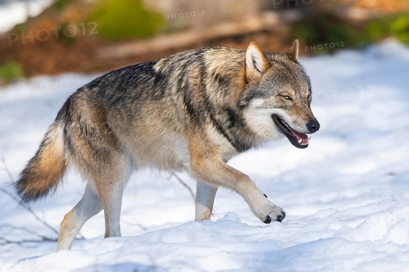 European gray wolf (Canis lupus lupus) walking in a forest in winter, snow, Bavaria, Germany