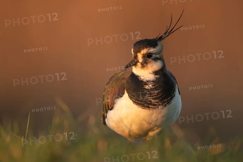 Northern Lapwing (Vanellus vanellus) adult wading bird in grassland, England, United Kingdom