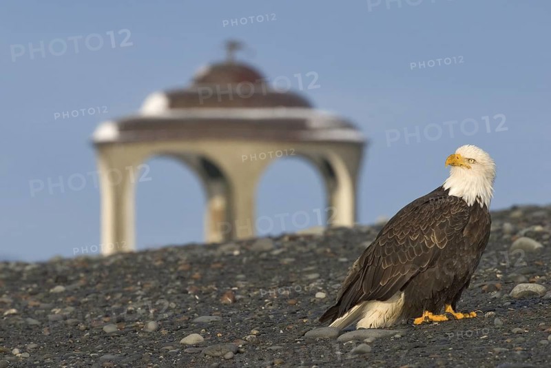Bald Eagle (Haliaeetus leucocephalus), Alaska, USA