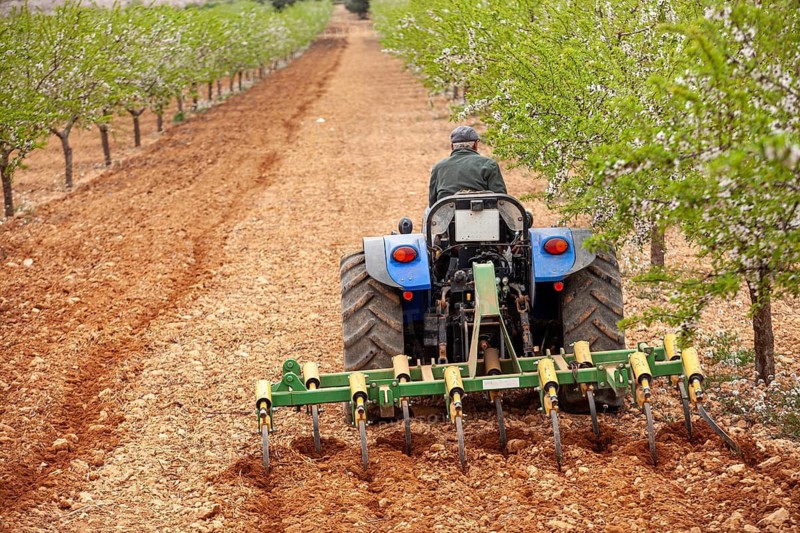 This farmer drags the tractor to remove weed from the ground to avoid them from taking the water, peach plantation in fertile plains of Murcia