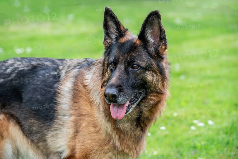 German Shepherd, female, portrait, attentive, standing on lawn in Ystad, Skåne County, Sweden, Scandinavia