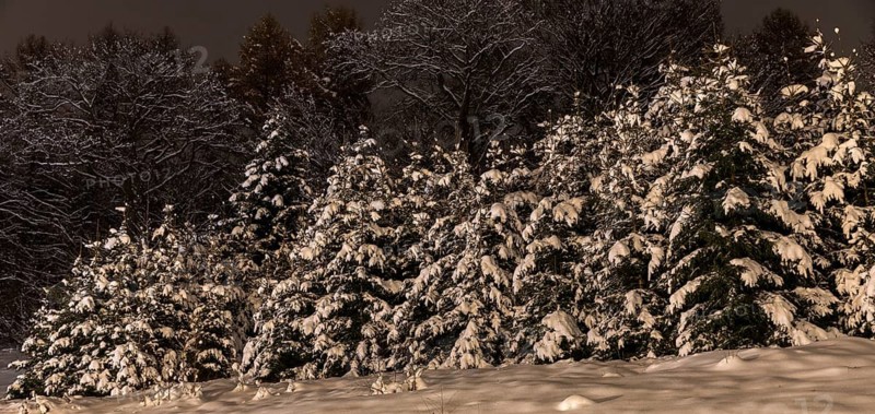 Snow-covered trees in the snow, Deutschneudorf, Erzgebirge, Saxony, Germany
