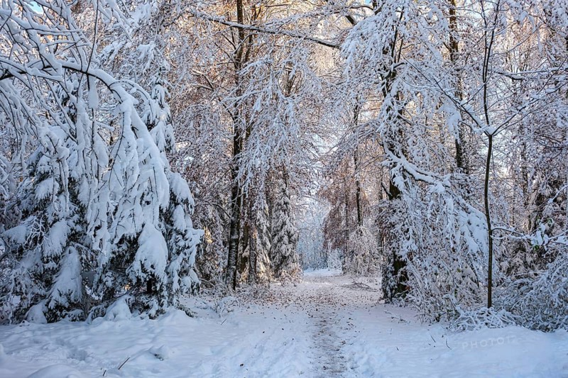 Snow-covered forest path framed by large, snow-covered trees, radiates quiet winter tranquillity, Sempach, Lucerne, Switzerland