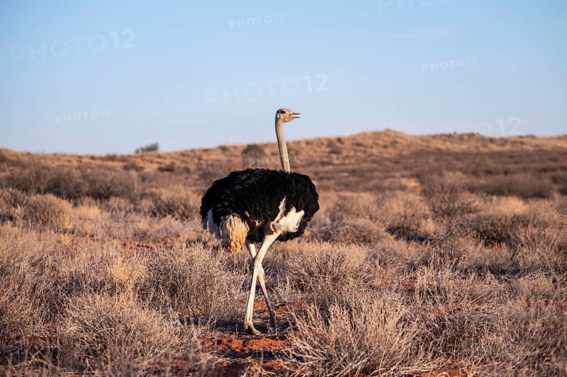 Male common ostrich (Struthio camelus), Kgalagadi Transfrontier National Park, Northern Cape, South Africa