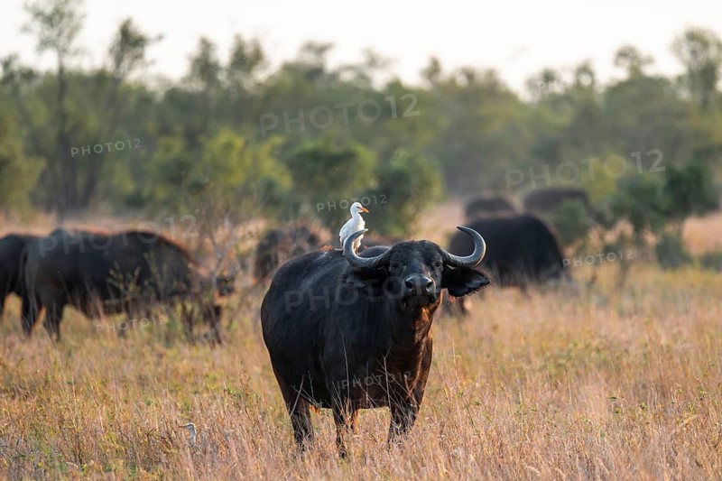 Cattle egret (Bubulcus ibis) sitting on the back of a Cape buffalo (Syncerus caffer caffer), buffalo standing in dry grass, African savannah, funny, Kruger National Park, South Africa