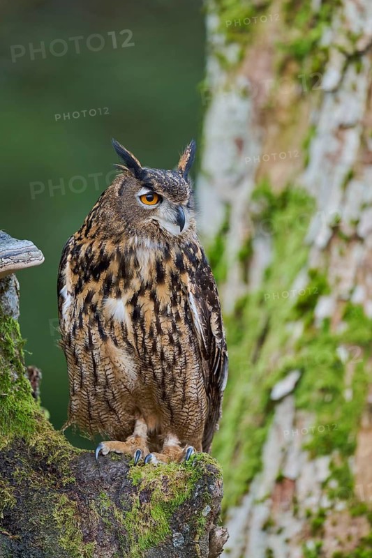 Eurasian Eagle-owl (Bubo bubo) Bavaria, Germany