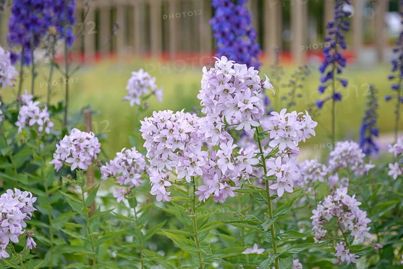 Bellflower (Campanula lactiflora 'Loddon Anna'),  Germany