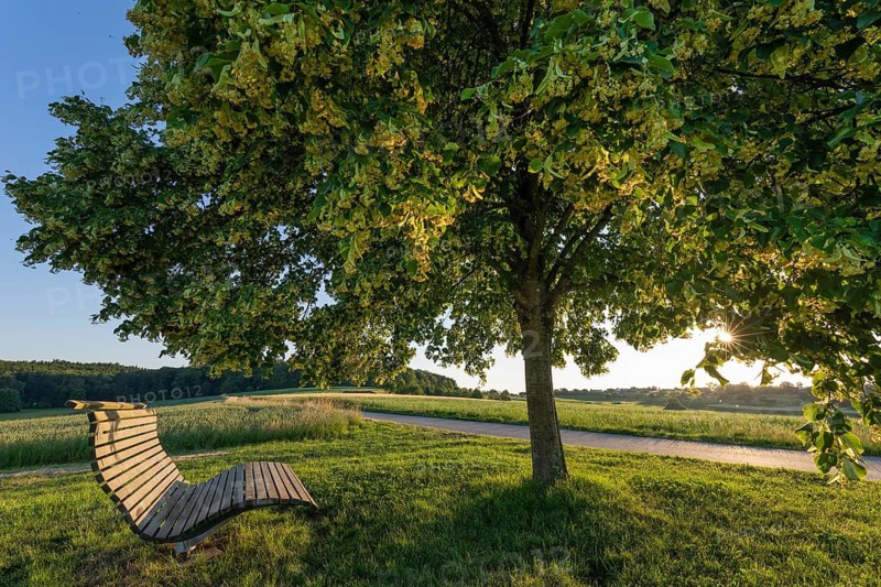 Blooming linden tree with wooden bench and warm sunset light in a relaxed spring countryside, Baden Württemberg, Germany