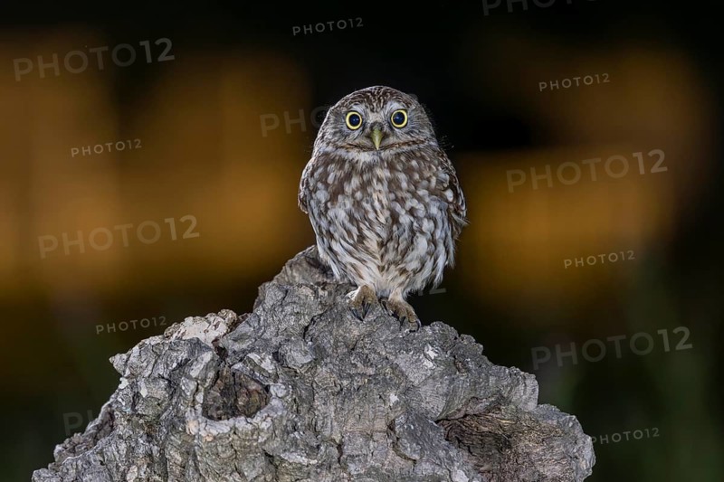 Little owl (Athene noctua), at night, Extremadura, Spain