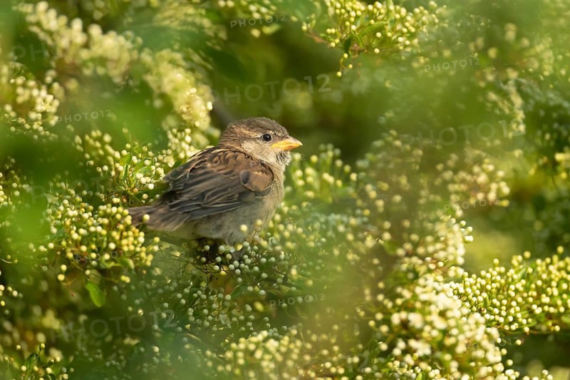 House sparrow (Passer domesticus) adult bird on a garden Pyracantha bush flowering in the summer, England, United Kingdom