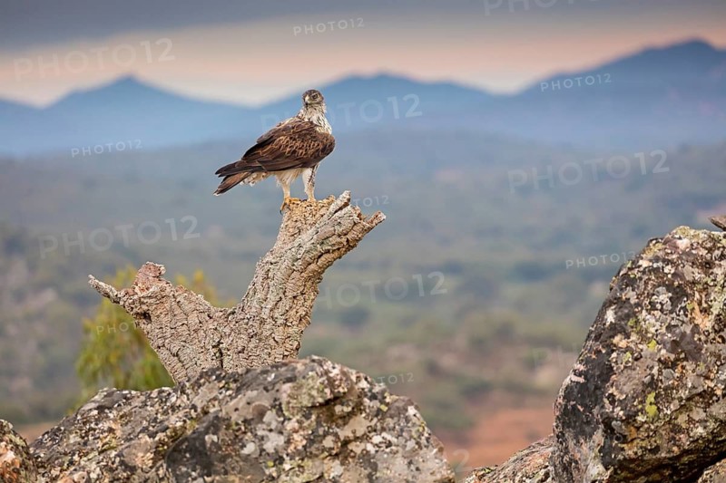 Habichtsadler, Bonelli's Eagle, Hieraaetus fasciatus, Aigle de Bonelli, Águila-azor Perdicera