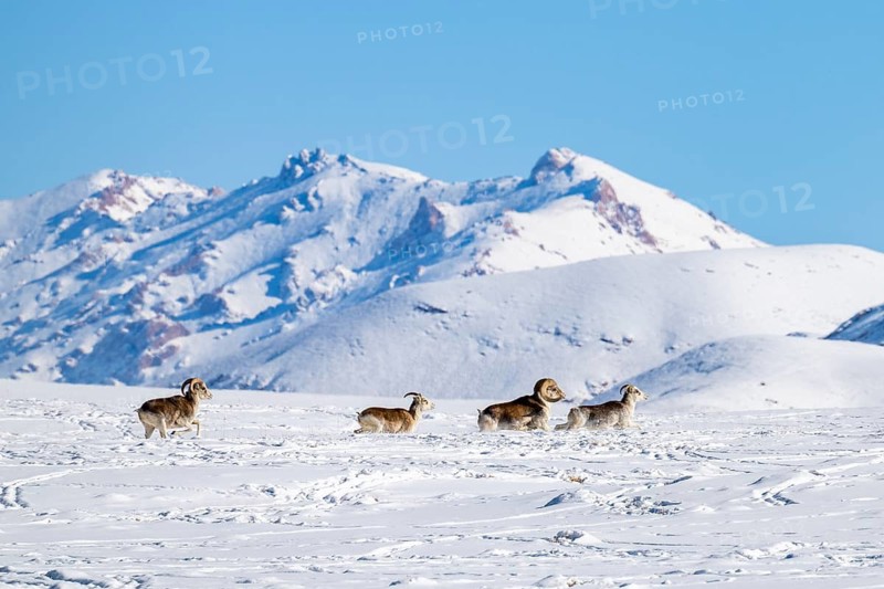 Marco Polo sheep (Ovis ammon polii) in snowy habitat, Pamir-Argali, Pamir wild sheep, Pamir plateau, Gorno-Badakhshan province, Tajikistan, Central Asia
