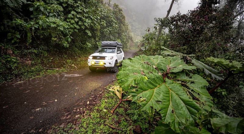 Off-road vehicle in the fog during rain, with fog lights on a narrow road, dense vegetation with mammoth leaves on a mountain road, near Esperanza, Cartago province, Costa Rica