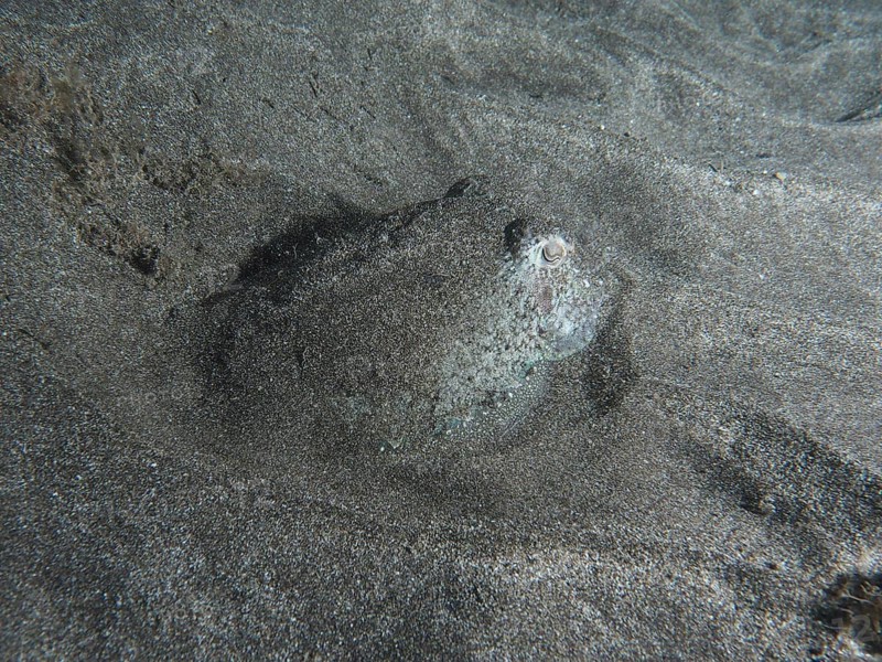 A juvenile Common cuttlefish (Sepia officinalis) lies well camouflaged in the lava sand of the seabed at night. Dive site Playa, Los Cristianos, Tenerife, Canary Islands, Spain