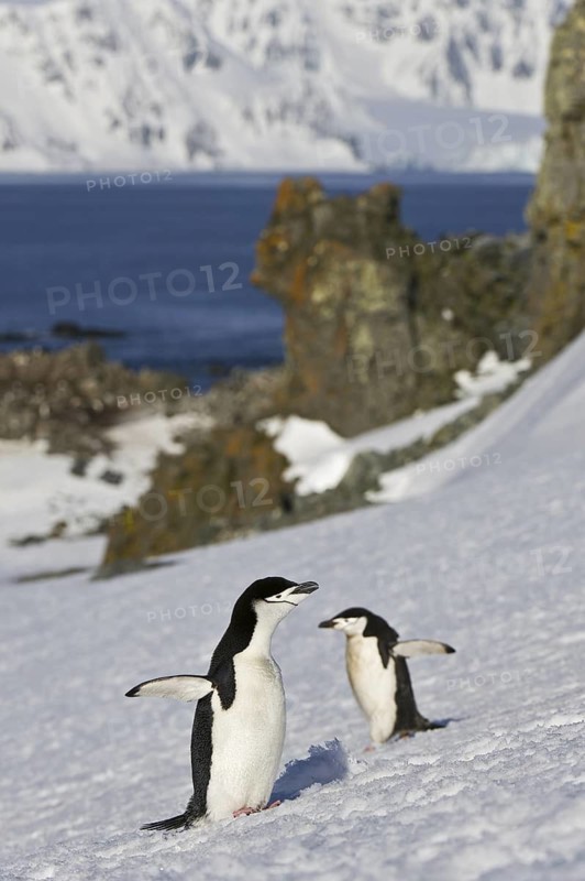 Chinstrap Penguin (Pygoscelis antarcticus), Antarctica