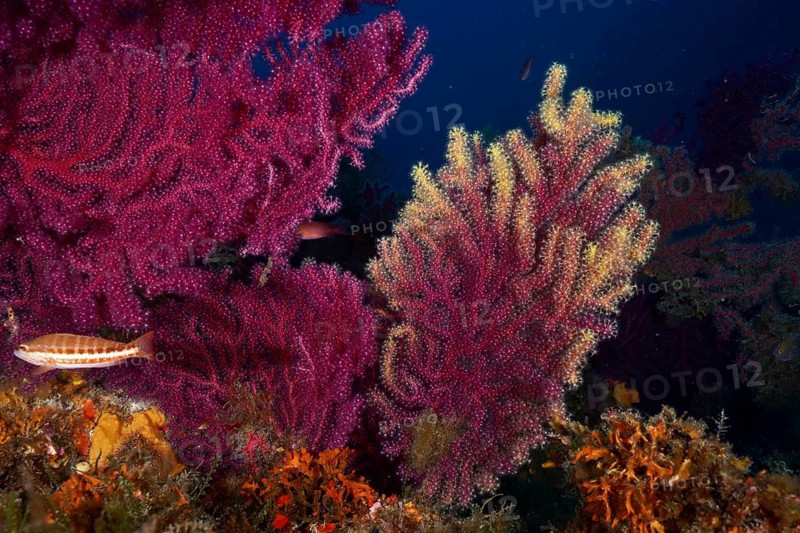 Multicoloured Violescent sea-whip (Paramuricea clavata) with fish swimming by in the deep blue sea, dive site Peninsula Giens, Mediterranean Sea, Porquerolles, Provence, Côte d'Azur, France