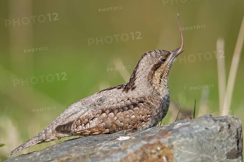Eurasian Wryneck (Jynx torquilla) perched on a stump with extended tounge, Wales, United Kingdom