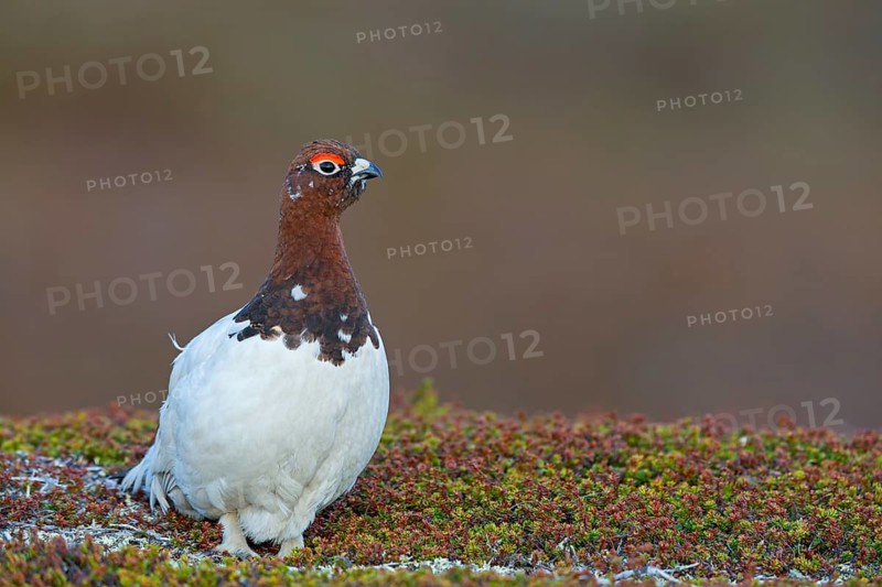 Moorschneehuhn, Willow Grouse, Willow Ptarmigan, Red Grouse, Lagopus lagopus, Lagopède des saules, Lagópodo Común