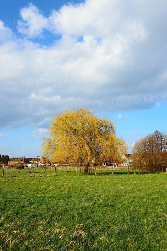 Isolated standing willow tree on a wide green meadow with blue sky, Willow, Ilsede, Lower Saxony, Germany