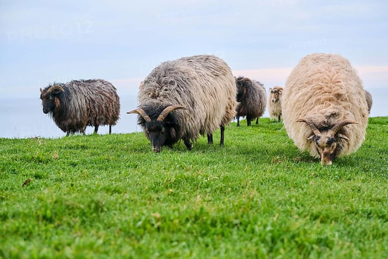 Domestic sheep (Ovis aries) 'Heidschnucke moorland sheep' on a meadow, Helgoland, Germany