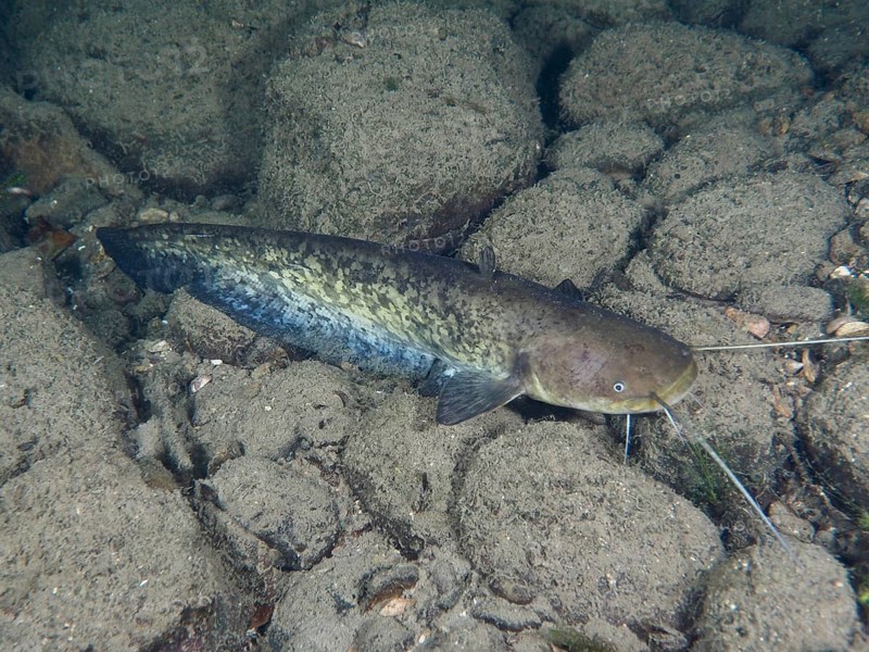 A catfish (Silurus glanis), Waller, rests on the rocky ground under water. Dive site Zollbrücke, Rheinau, Canton Zurich, Rhine, High Rhine, Switzerland, Germany