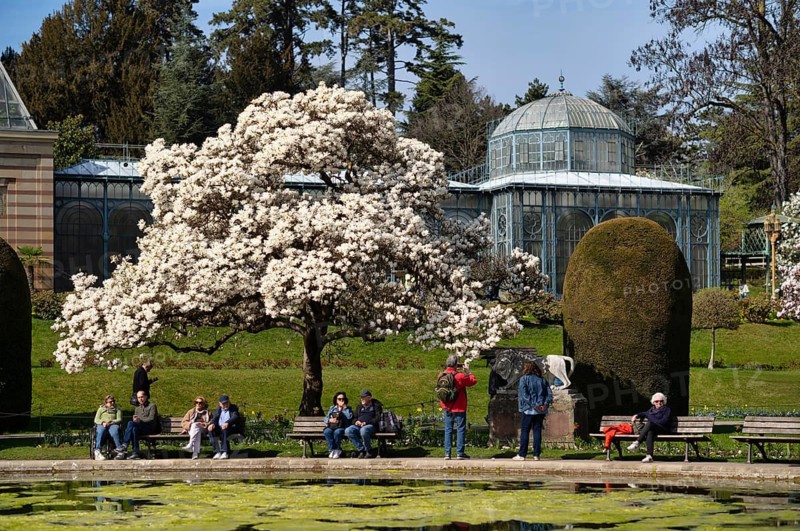 People, visitors, relaxing at the pond, greenhouse, Moorish Garden, magnolia grove, magnolia tree, magnolia blossom, Yulan magnolia (Magnolia denudata) spring, Wilhelma, Zoological-Botanical Garden, Stuttgart, Baden-Württemberg, Germany