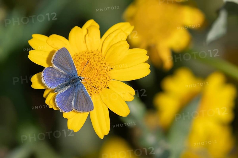 Common blue butterfly (Polyommatus icarus) adult male insect feeding on a Corn marigold flower in summer, Suffolk, England, United Kingdom