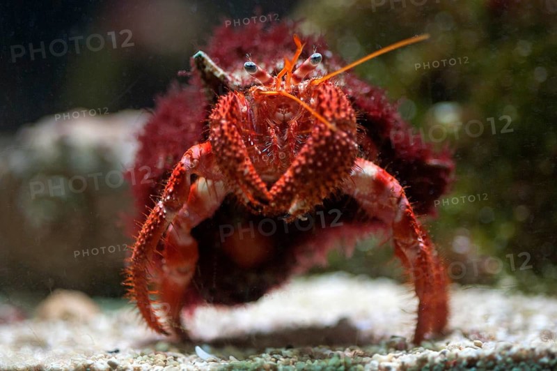 Red Hermit Crab (Dardanus calidus) in an aquarium, Germany