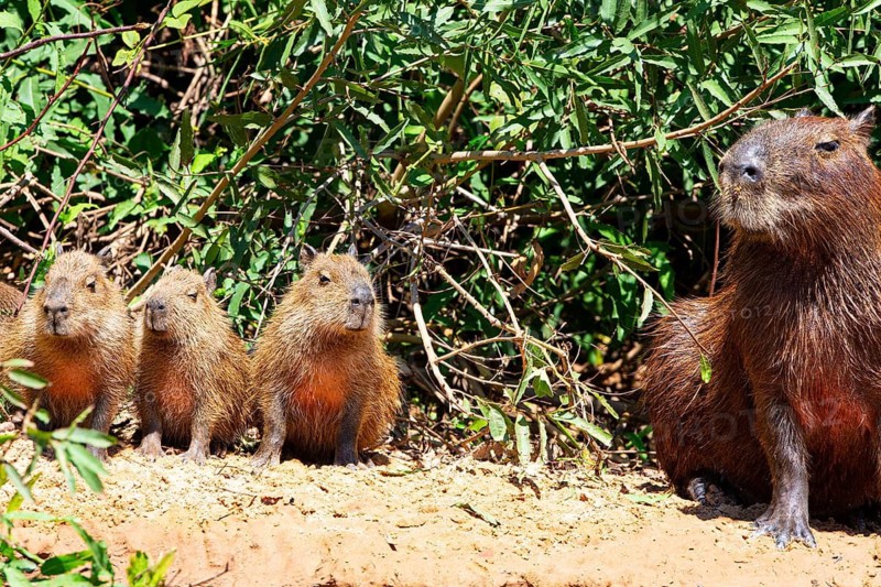 Capybara (Hydrochaeris hydrochaeris) Pantanal Brazil