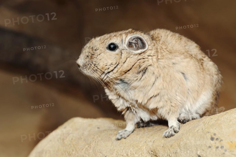 Gundi or common gundi (Ctenodactylus gundi), captive, occurring in North Africa