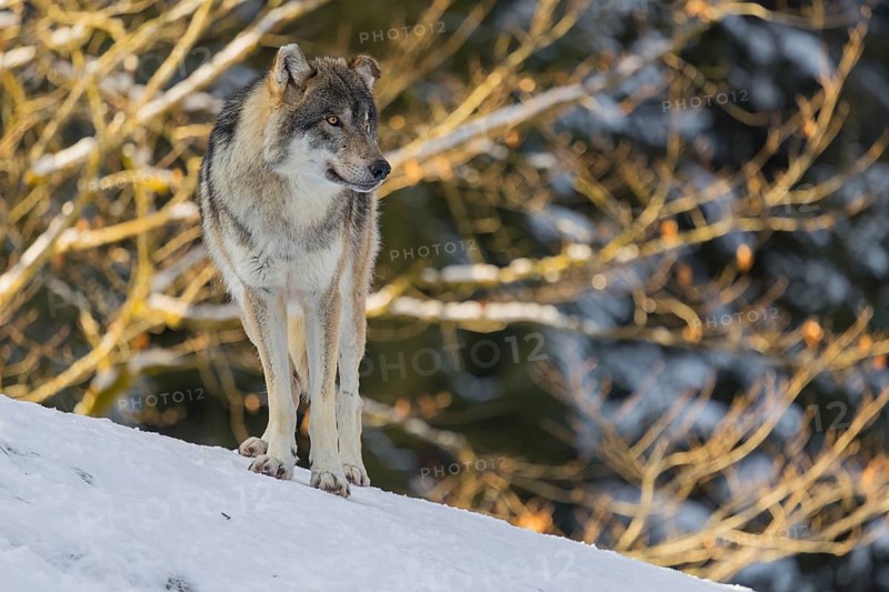 An adult male grey wolf (Canis lupus lupus) stands on a sloping, snow-covered meadow at the edge of a forest on a cold, sunny day. A forest can be seen in the background