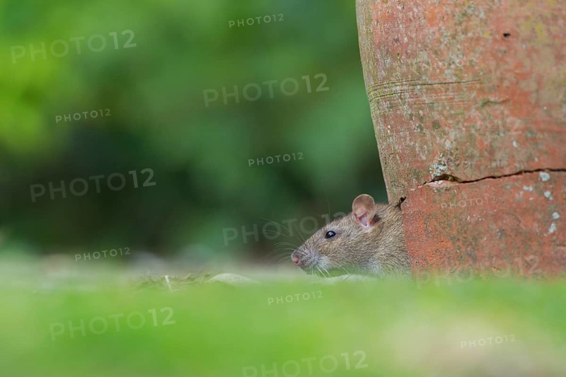 Brown rat (Rattus norvegicus) adult rodent animal looking out of a broken plant pot on a garden patio, England, United Kingdom