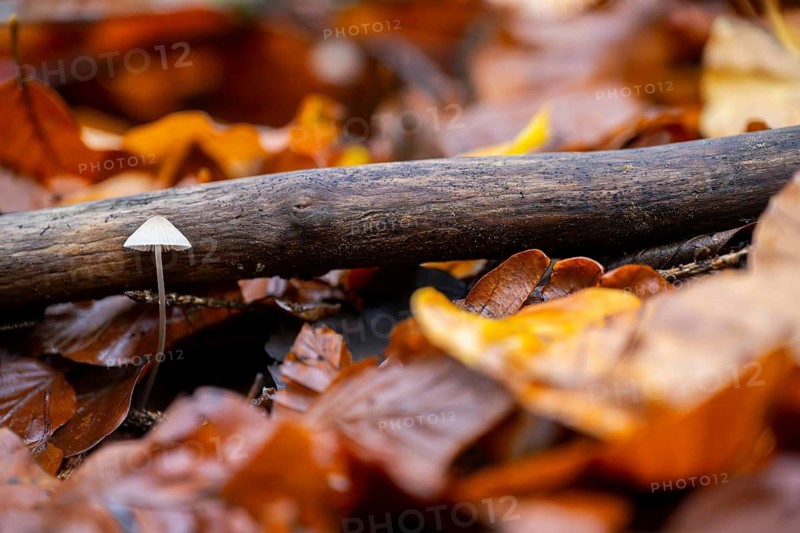 Milky mycena (Mycena galopus) mushroom in a forest in autumn, Bavaria, Germany